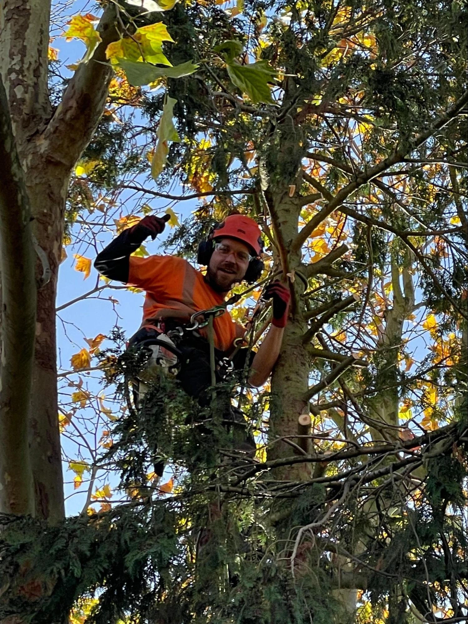 Danbury Tree Care Experts